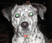 Domino