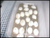 Chondro eggs