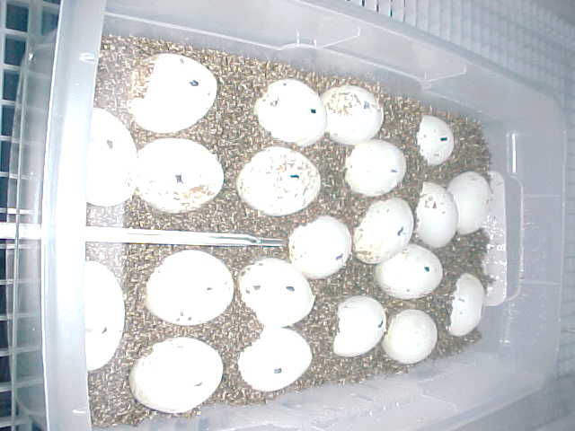GTP eggs