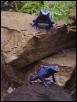 another pic of adult azureus