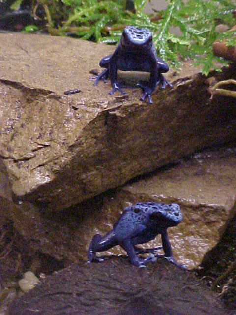 another pic of adult azureus