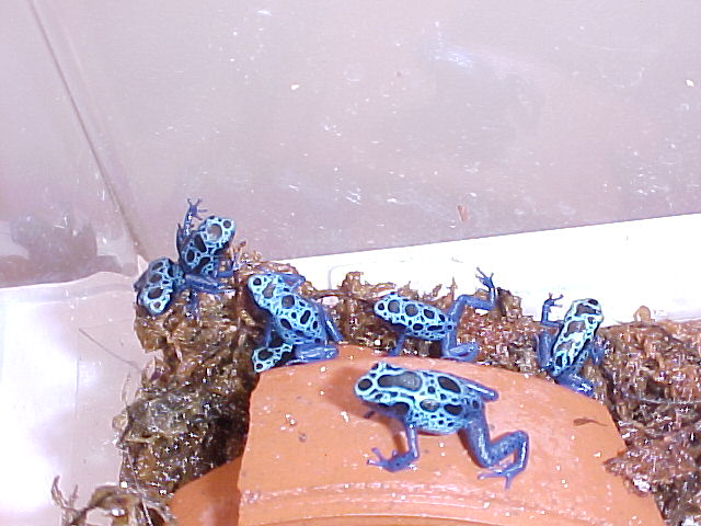 Azureus - one to three months old