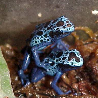 Young azureus