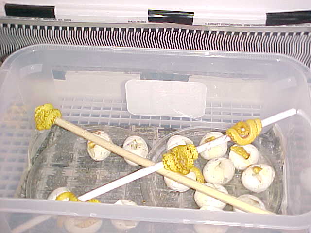 2nd pic of babies