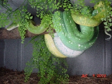 chondros copulating
