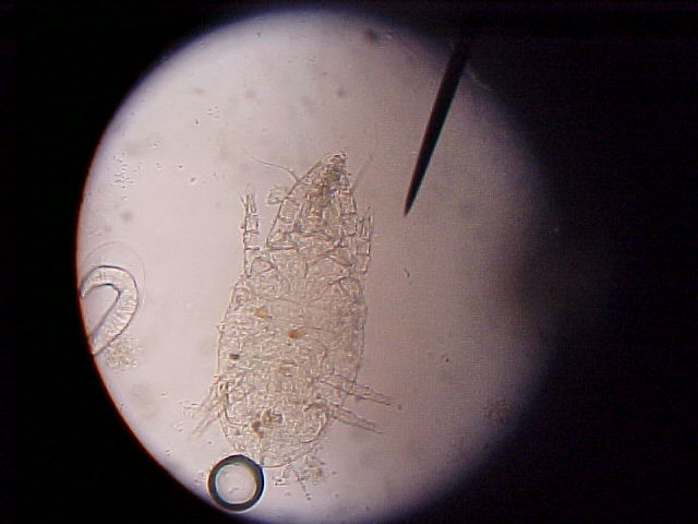 Pseudoparasitic mite