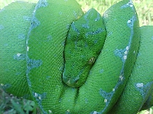 Wendy after shed