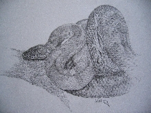 boa pencil drawing