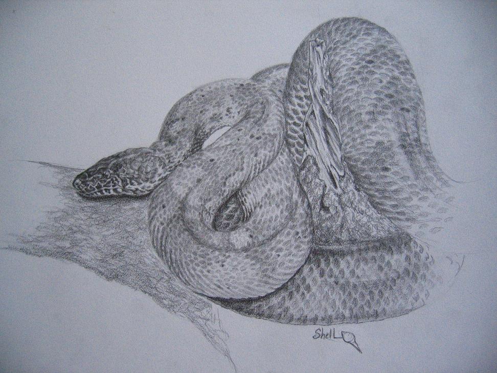 boa pencil drawing