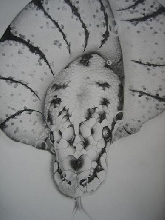 hatching close up