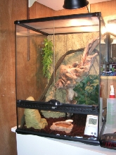 crested gecko cage