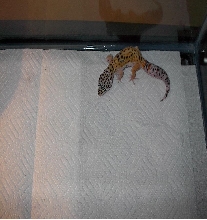 leopard gecko