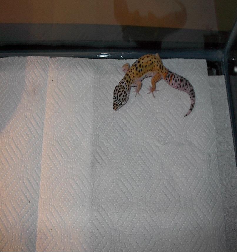 leopard gecko