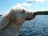 boat ride