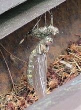 dragonfly hatching
