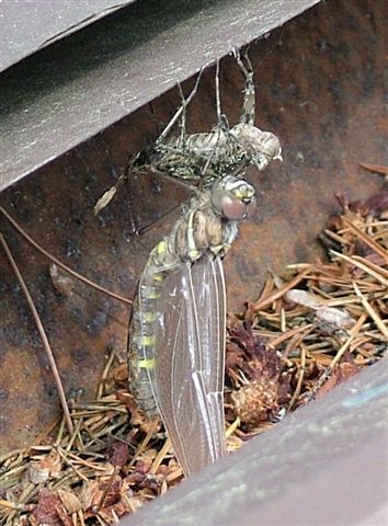dragonfly hatching