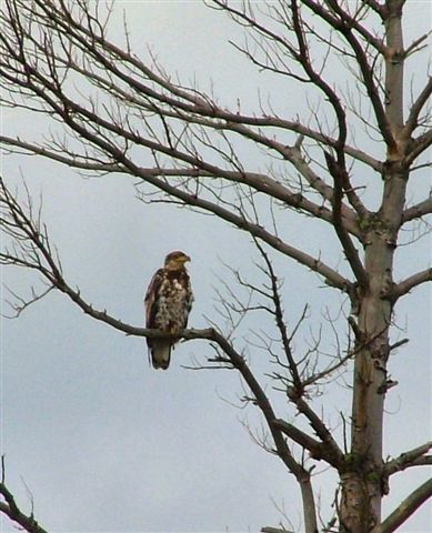 Osprey