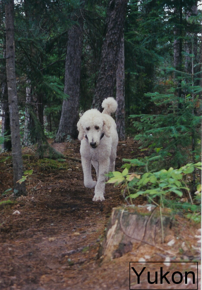 Yukon Jack - may he rest in peace