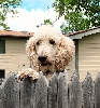 Yukon at the fence