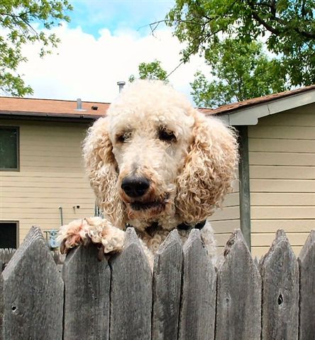 Yukon at the fence