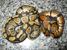 my dinkers