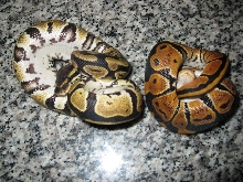 my dinkers2