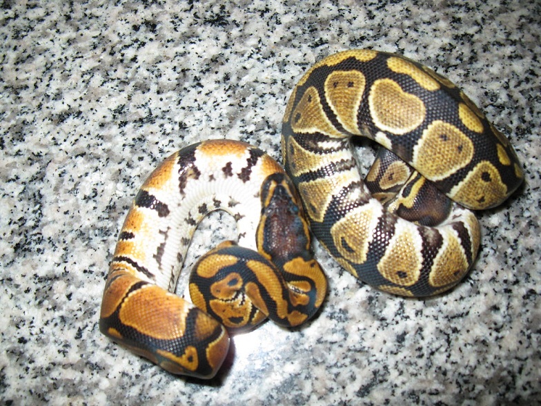 my dinkers 3