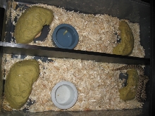 hog tub