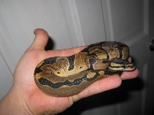 rduced pattern male