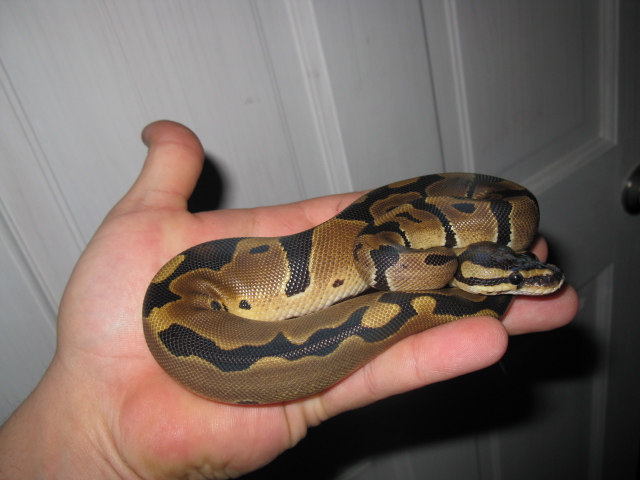 rduced pattern male