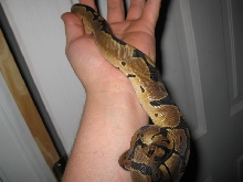 reduced pattern male