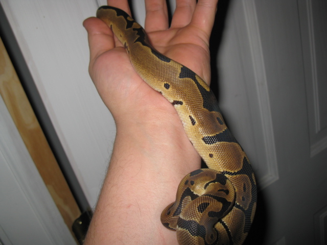 reduced pattern male