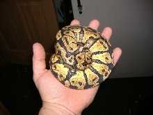 female pastel ball