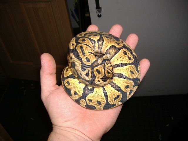 female pastel ball