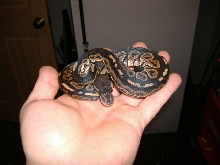 female black pastel