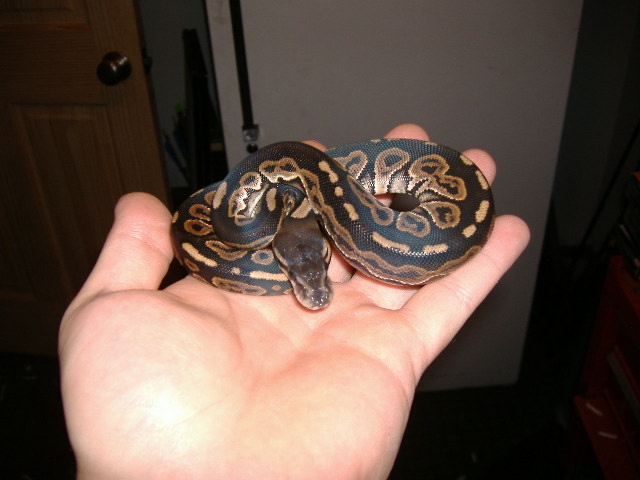 female black pastel