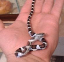 anerypueblacorn