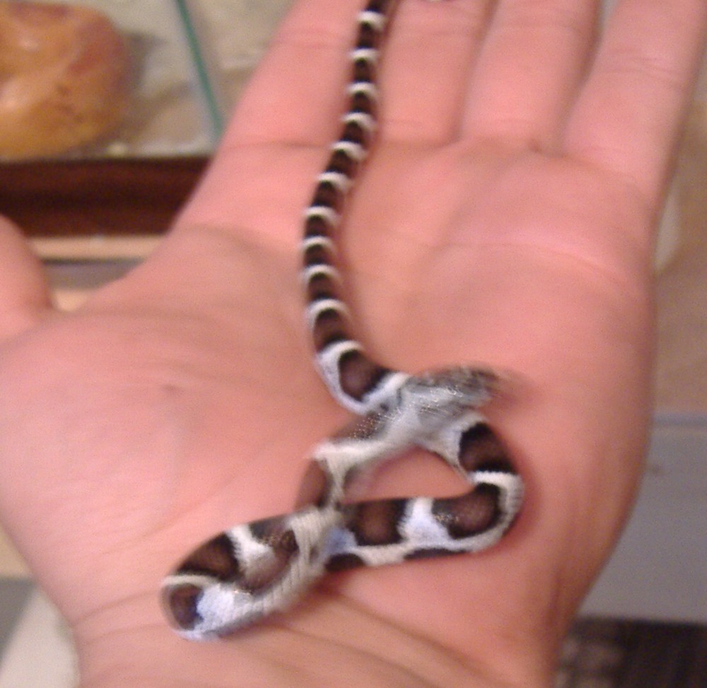 anerypueblacorn