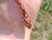 milksnake phase cornsnake heart head