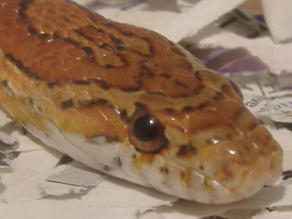 normal corn het hypo snow
