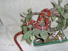 sinacorn 2
