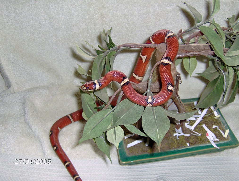 sinacorn 2