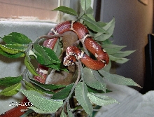 male sinacorn pose