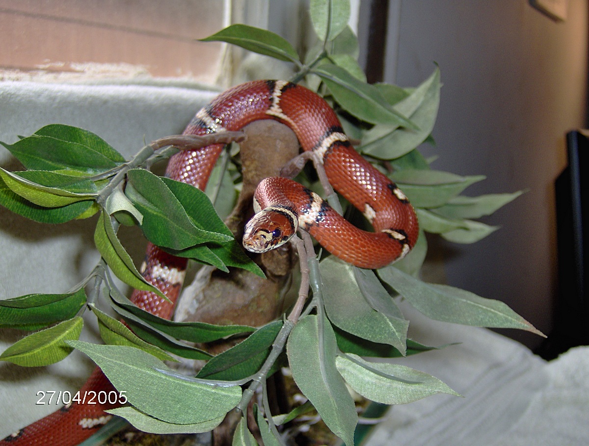 male sinacorn pose