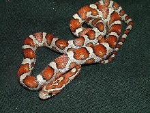 miami het motley female