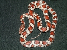 miami het motley male