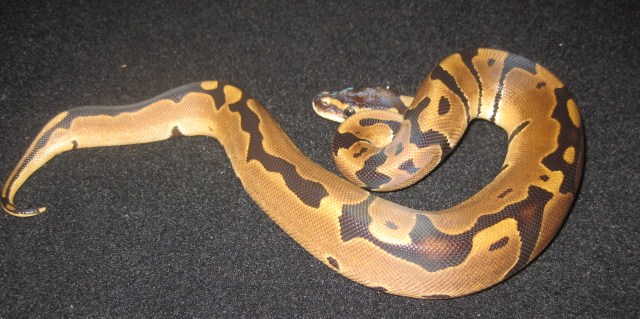 reduced male