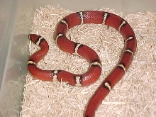 male sinacorn deon shot