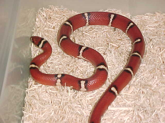 male sinacorn deon shot