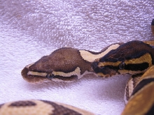 enchi and lesser 2
